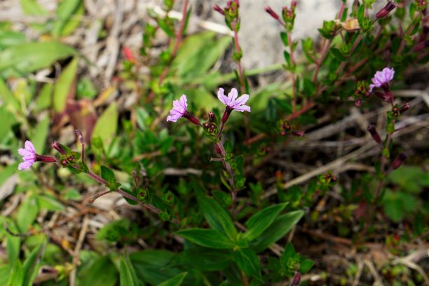 On the way up Waynapicchu